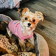 Tish is registered to the contest to win money with this photo: dog, yorkshire_terrier, small_dog, pink_shirt, pet_bed, indoors, living_room, couch, blanket, plush_toy, brown_fur, white_fur, long_hair, standing, looking_at_camera, cute, companion_animal, floor, cozy, portrait