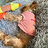 Tish is registered to the contest to win money with this photo: dog, small_dog, fluffy, pet, pink_shirt, clothing, lying_down, sleeping, relaxed, blanket, shaggy_blanket, gray, toy, squeaky_toy, indoor, home, couch, wood_floor, brown_fur, cute