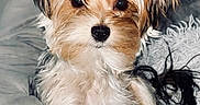 Tish joined the competition — help win amazing prizes! dog, puppy, small_dog, fluffy, long_hair, brown_and_white, face, eyes, nose, ears, sitting, portrait, pet, indoors, bed, bedding, blanket, bedroom, grooming, cute