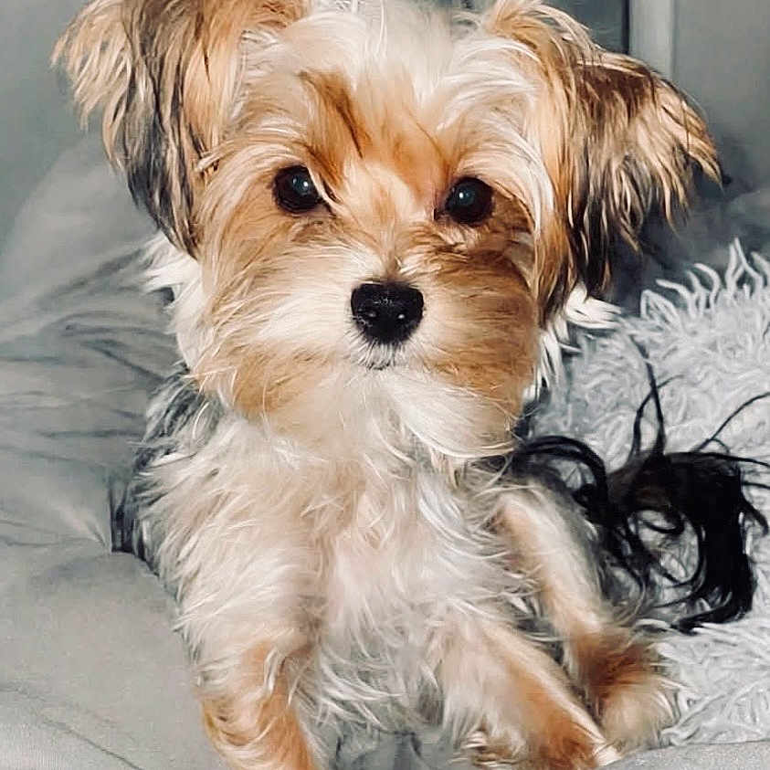 Tish joined the competition — help win amazing prizes! dog, puppy, small_dog, fluffy, long_hair, brown_and_white, face, eyes, nose, ears, sitting, portrait, pet, indoors, bed, bedding, blanket, bedroom, grooming, cute