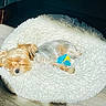 Tish joined the competition — help win amazing prizes! dog, small_dog, sleeping, curled_up, fluffy, long_hair, white_bed, donut_bed, pet_bed, indoor, cozy, relaxed, resting, toy_dog, brown_and_white, blue_clothing, yellow_accent, wood_floor, home, cute
