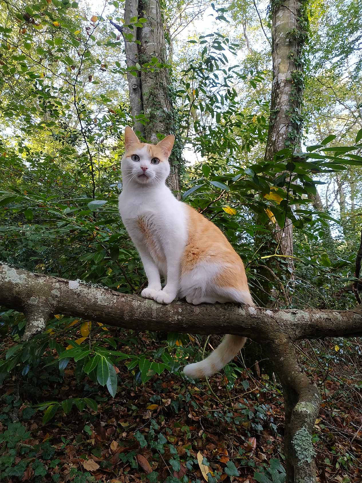 Ernesto a rejoint le concours — aidez-le/la à gagner de superbes lots ! carnivore, cat, domestic_short_haired_cat, fawn, felidae, forest, fur, grass, plant, small_to_medium_sized_cats, snout, tail, terrestrial_animal, tree, trunk, twig, whiskers, wildlife, wood, woodland