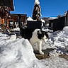 Cookie a rejoint le concours — aidez-le/la à gagner de superbes lots ! animal, black_and_white, blue_sky, building, cat, cold, curious, daylight, furniture, house, nature, outdoor, patio, pet, snow, sunny, umbrella, walking, winter, wood
