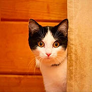 Cookie a rejoint le concours — aidez-le/la à gagner de superbes lots ! alert, animal, black_and_white_cat, cat, close_up, curious, curtain, cute, domestic_cat, ears, feline, fur, indoor, peeking, pet, pink_nose, portrait, whiskers, wide_eyes, wooden_background