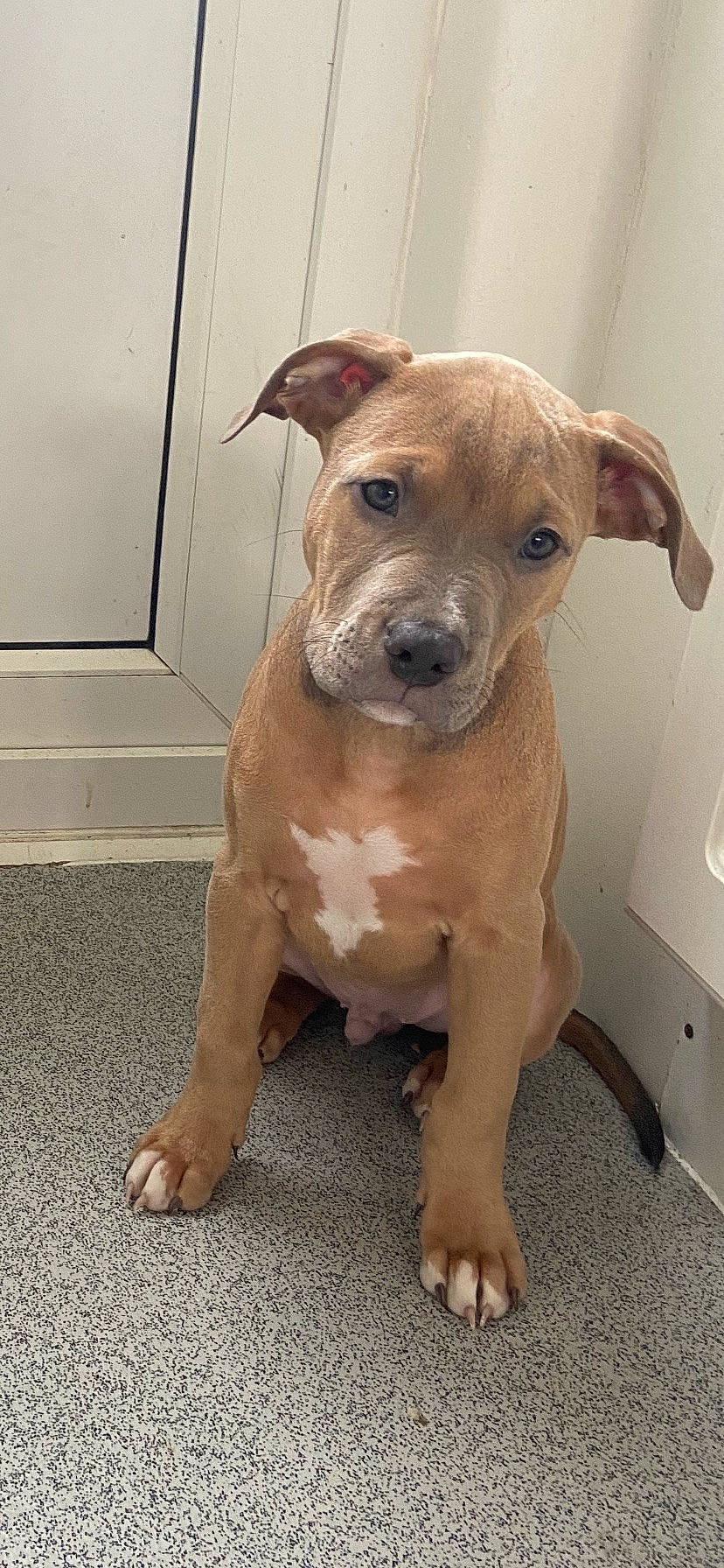 Elvis joined the competition — help win amazing prizes! canidae, carnivore, collar, companion_dog, dog, dog_breed, dog_collar, fawn, fur, liver, molosser, non_sporting_group, pet_supply, snout, sporting_group, terrestrial_animal, whiskers, working_animal, working_dog, wrinkle