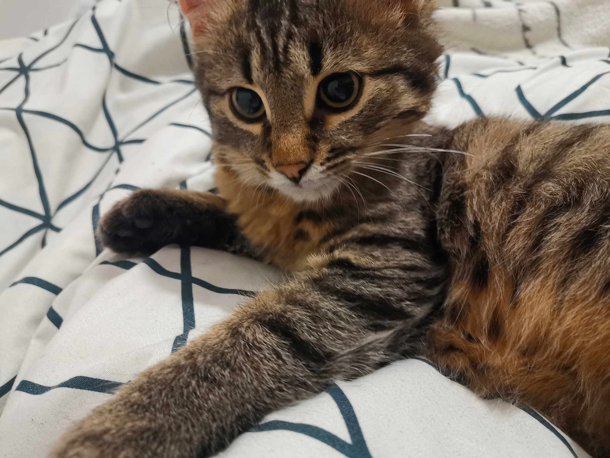 Petit Chat