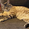 Albert joined the competition — help win amazing prizes! cat, tabby_cat, pet, animal, feline, lying_down, relaxed, sleepy, couch, sofa, indoor, home, fur, striped, whiskers, ears, paws, close_up, portrait, cozy