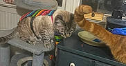 Albert is registered to the contest to win money with this photo: cat, cats, tabby, orange_cat, striped_fur, fluffy_tail, pet, harness, cat_tree, scratching_post, indoor, home, window, curtain, dresser, furniture, sleepy, sitting, cozy, animal