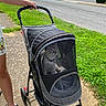 Albert joined the competition — help win amazing prizes! cat, pet, animal, pet_stroller, stroller, mesh, outdoor, sidewalk, grass, street, cars, residential_area, summer, sunny, walking, companion, fluffy, transportation, hand, footwear