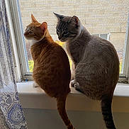 Albert is registered to the contest to win money with this photo: cat, cats, orange_tabby, gray_cat, window, windowsill, indoor, pets, feline, sitting, looking_outside, tail, fur, striped, tabby, curtain, daylight, home, portrait, companionship