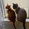 cat, cats, orange_tabby, gray_cat, window, windowsill, indoor, pets, feline, sitting, looking_outside, tail, fur, striped, tabby, curtain, daylight, home, portrait, companionship