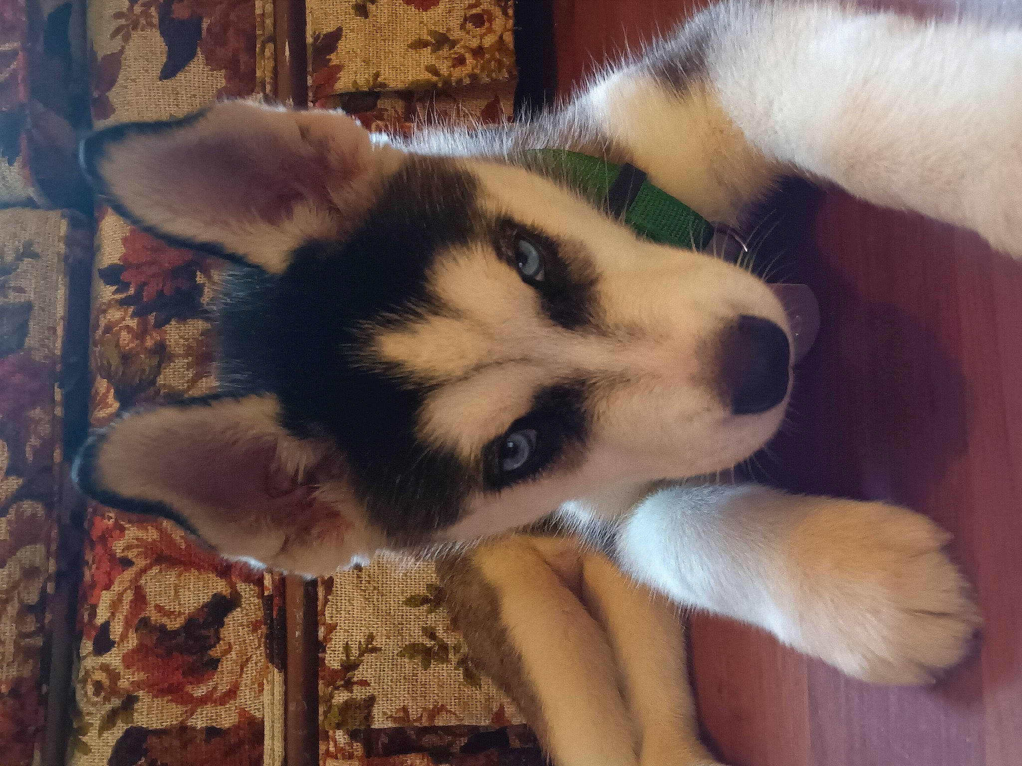 Dyna joined the competition — help win amazing prizes! ancient_dog_breeds, art, canidae, canis, carnivore, companion_dog, dog, dog_breed, fawn, flooring, fur, miniature_siberian_husky, paw, siberian_husky, sled_dog, snout, terrestrial_animal, whiskers, working_animal, working_dog