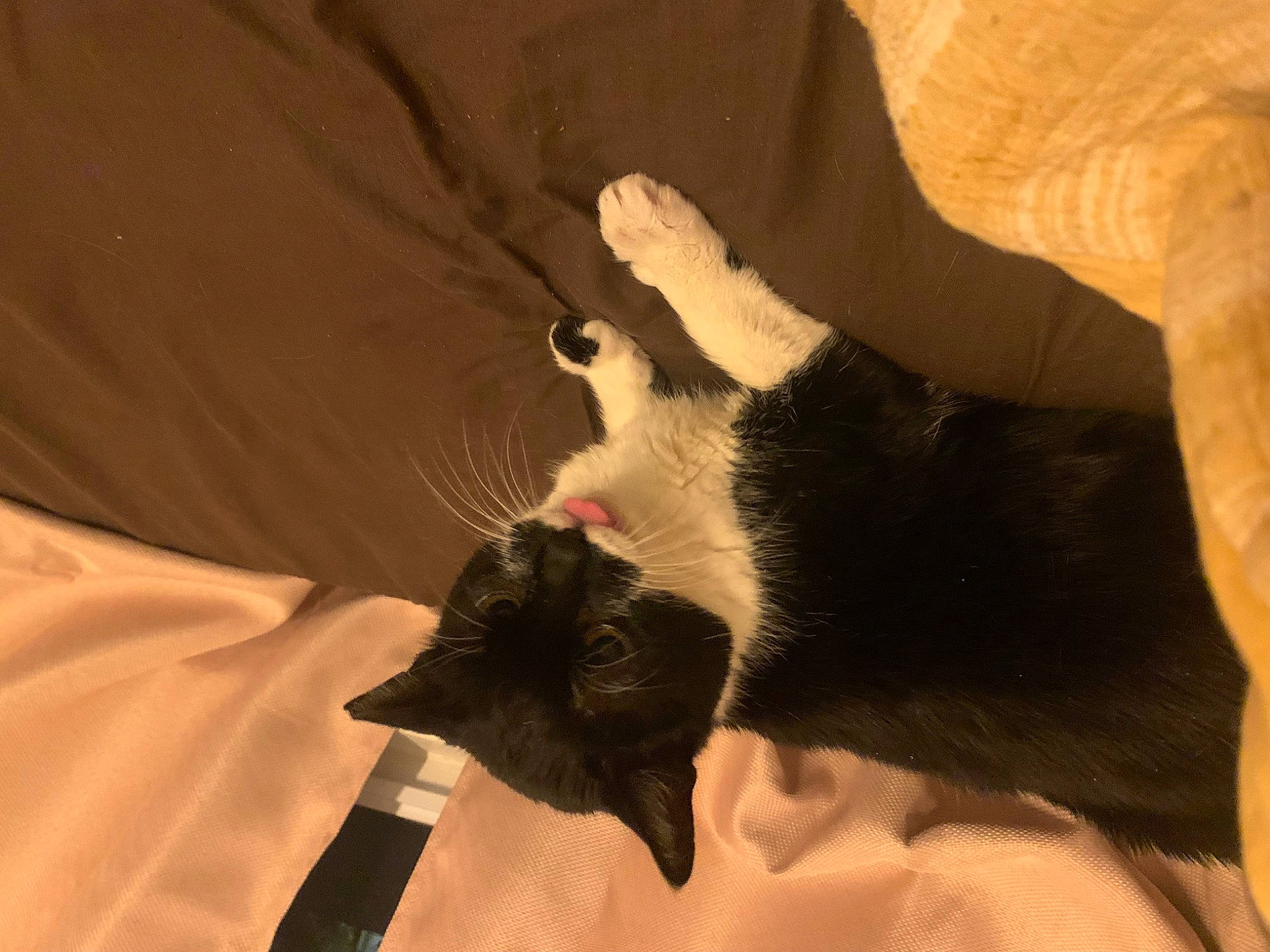 Nugget is registered to the contest to win money with this photo: brown, carnivore, cat, cat_supply, claw, comfort, dog_breed, domestic_short_haired_cat, felidae, foot, fur, linens, mammal, nap, paw, small_to_medium_sized_cats, snout, tail, terrestrial_animal, whiskers