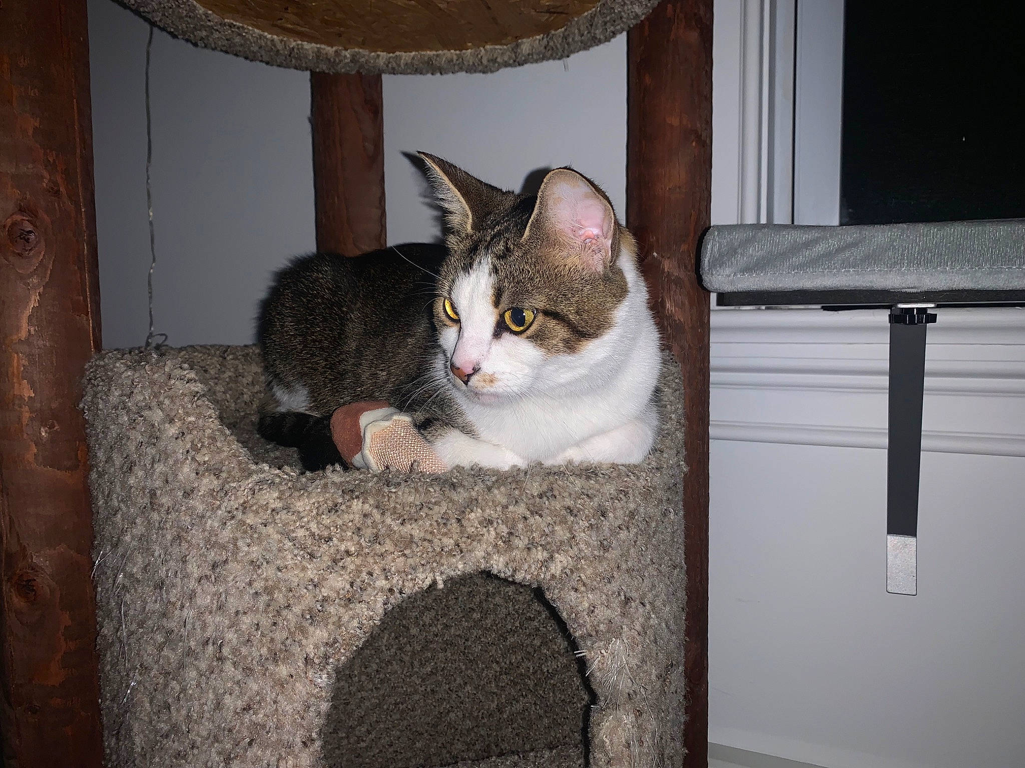 Chardonnay is registered to the contest to win money with this photo: box, carnivore, cat, cat_furniture, cat_supply, comfort, domestic_short_haired_cat, felidae, fur, grey, house, paw, room, sitting, small_to_medium_sized_cats, snout, tail, whiskers, window, wood