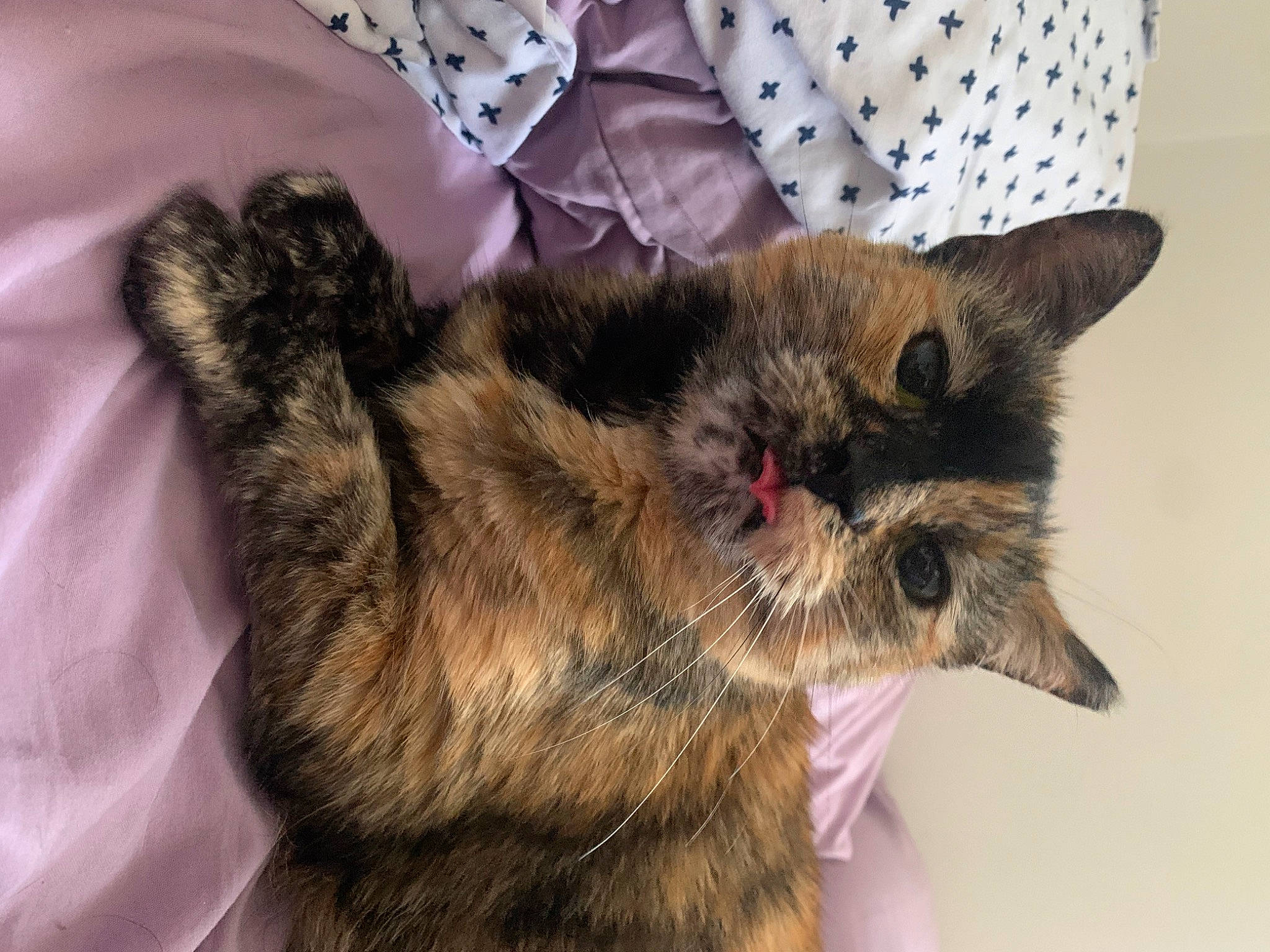 Bubsy is registered to the contest to win money with this photo: carnivore, cat, claw, comfort, dog_breed, domestic_short_haired_cat, ear, fawn, felidae, fur, pattern, paw, small_to_medium_sized_cats, snout, tail, terrestrial_animal, whiskers