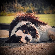 Lina a rejoint le concours — aidez-le/la à gagner de superbes lots ! dog, black_and_white, lying_down, outdoors, portrait, close_up, fur, floppy_ears, brown_eyes, nose, paws, sunlight, grass, ground, relaxed, sleepy, pet, animal, bokeh, photography