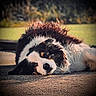 dog, black_and_white, lying_down, outdoors, portrait, close_up, fur, floppy_ears, brown_eyes, nose, paws, sunlight, grass, ground, relaxed, sleepy, pet, animal, bokeh, photography