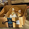 Charlie joined the competition — help win amazing prizes! cat, orange_tabby, cardboard_box, amazon_prime, indoor, floor, wooden_floor, pet, feline, curious, cozy, household, lamp, furniture, domestic, animal, box, looking, cute, relaxed