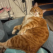 Charlie joined the competition — help win amazing prizes! cat, orange_tabby, pet, feline, indoor, couch, relaxed, comfort, home, stairs, shoe, floor, furniture, resting, cute, animal, whiskers, paws, fur, domestic