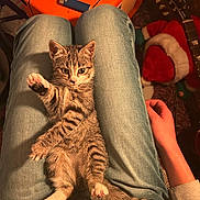 Mimi a rejoint le concours — aidez-le/la à gagner de superbes lots ! kitten, cat, tabby, lap, jeans, person, hand, amplifier, guitar, santa_hat, indoor, cozy, relaxed, paw, striped, feline, pet, warm_lighting, casual, music_equipment