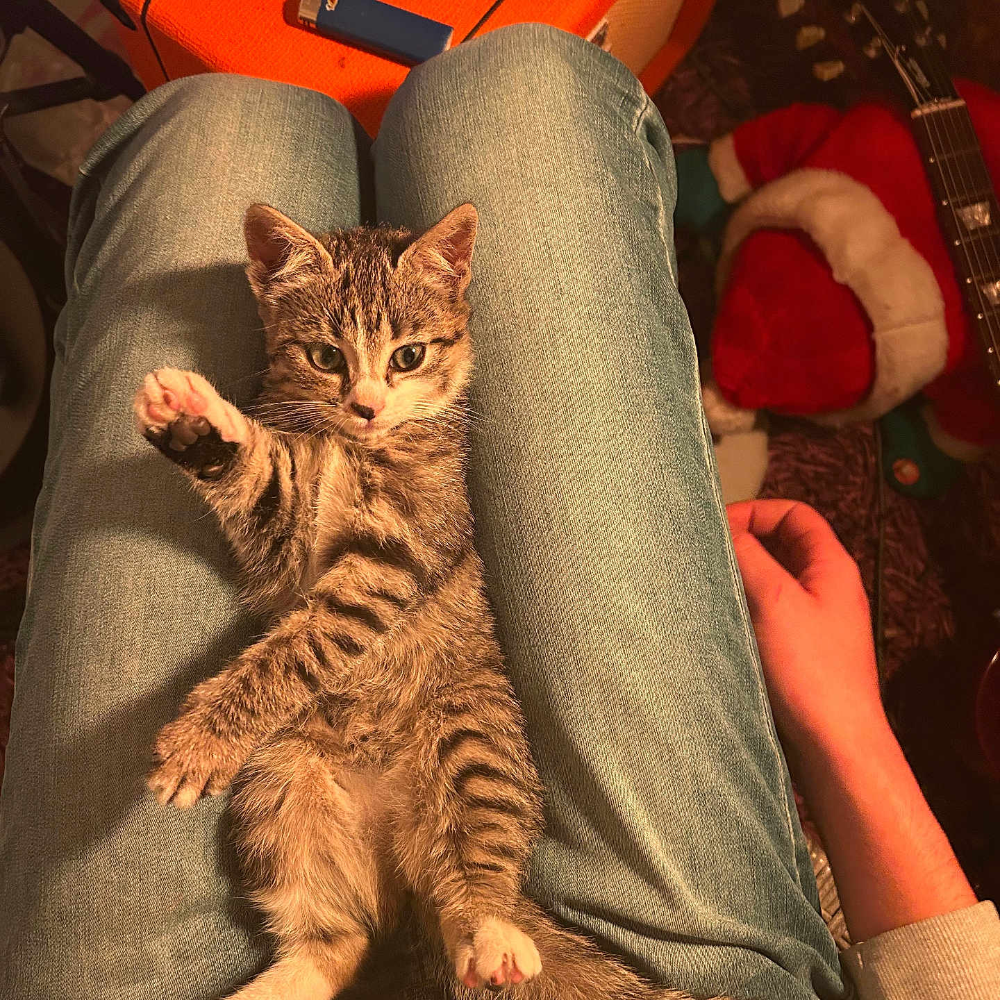 Mimi a rejoint le concours — aidez-le/la à gagner de superbes lots ! kitten, cat, tabby, lap, jeans, person, hand, amplifier, guitar, santa_hat, indoor, cozy, relaxed, paw, striped, feline, pet, warm_lighting, casual, music_equipment