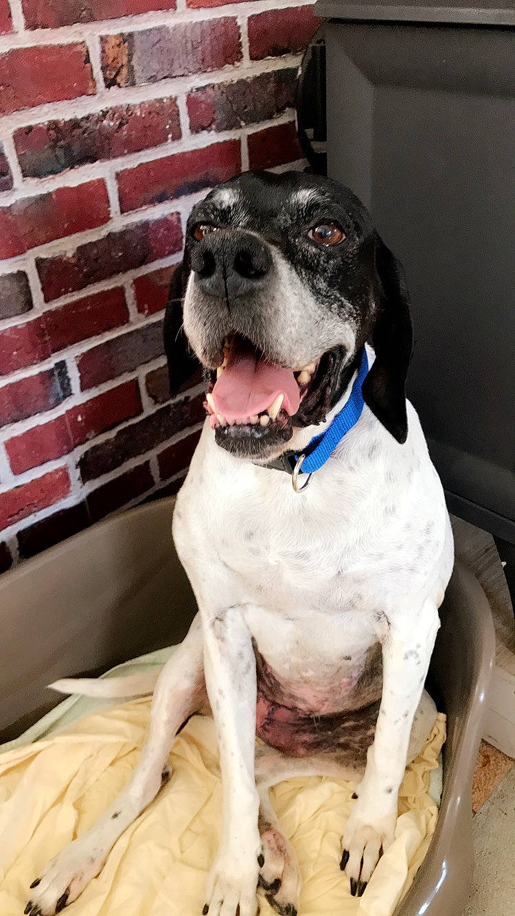 Belle a rejoint le concours — aidez-le/la à gagner de superbes lots ! braque_dauvergne, canidae, carnivore, dog, dog_breed, german_shorthaired_pointer, hunting_dog, mammal, old_danish_pointer, pachon_navarro, pointer, pointing_breed, rare_breed_dog, snout, sporting_group, vertebrate