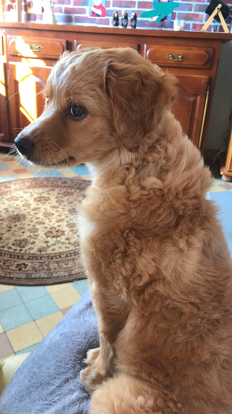 Pina participe au concours pour gagner de l'argent avec cette photo : basque_shepherd_dog, basset_fauve_de_bretagne, canidae, carnivore, companion_dog, dog, dog_breed, dutch_smoushond, fawn, golden_retriever, goldendoodle, labradoodle, mammal, puppy, sporting_group, terrier, vertebrate