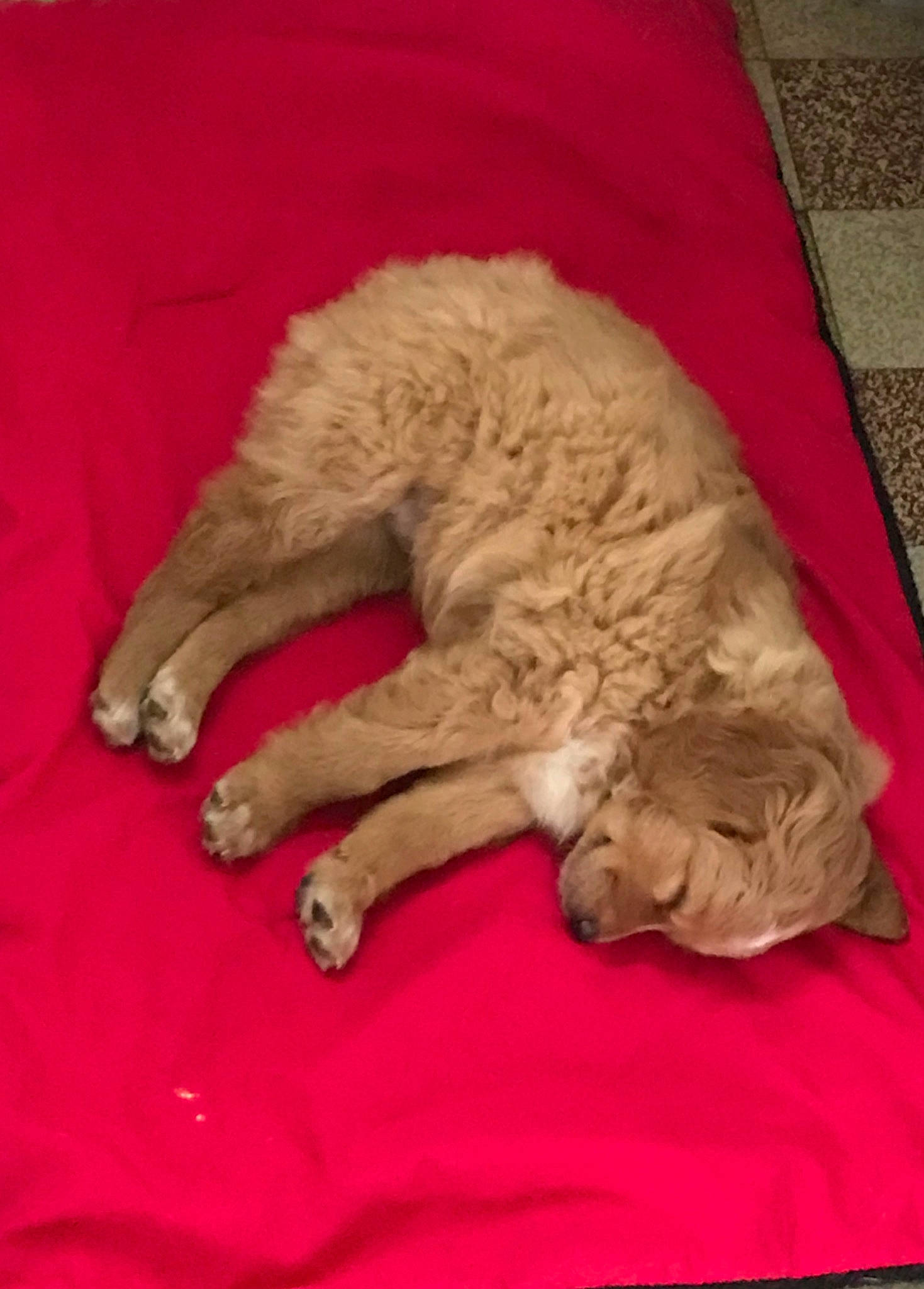 Pina participe au concours pour gagner de l'argent avec cette photo : canidae, carnivore, cat, dog_breed, fawn, felidae, fur, goldendoodle, nap, paw, sleep, sporting_group