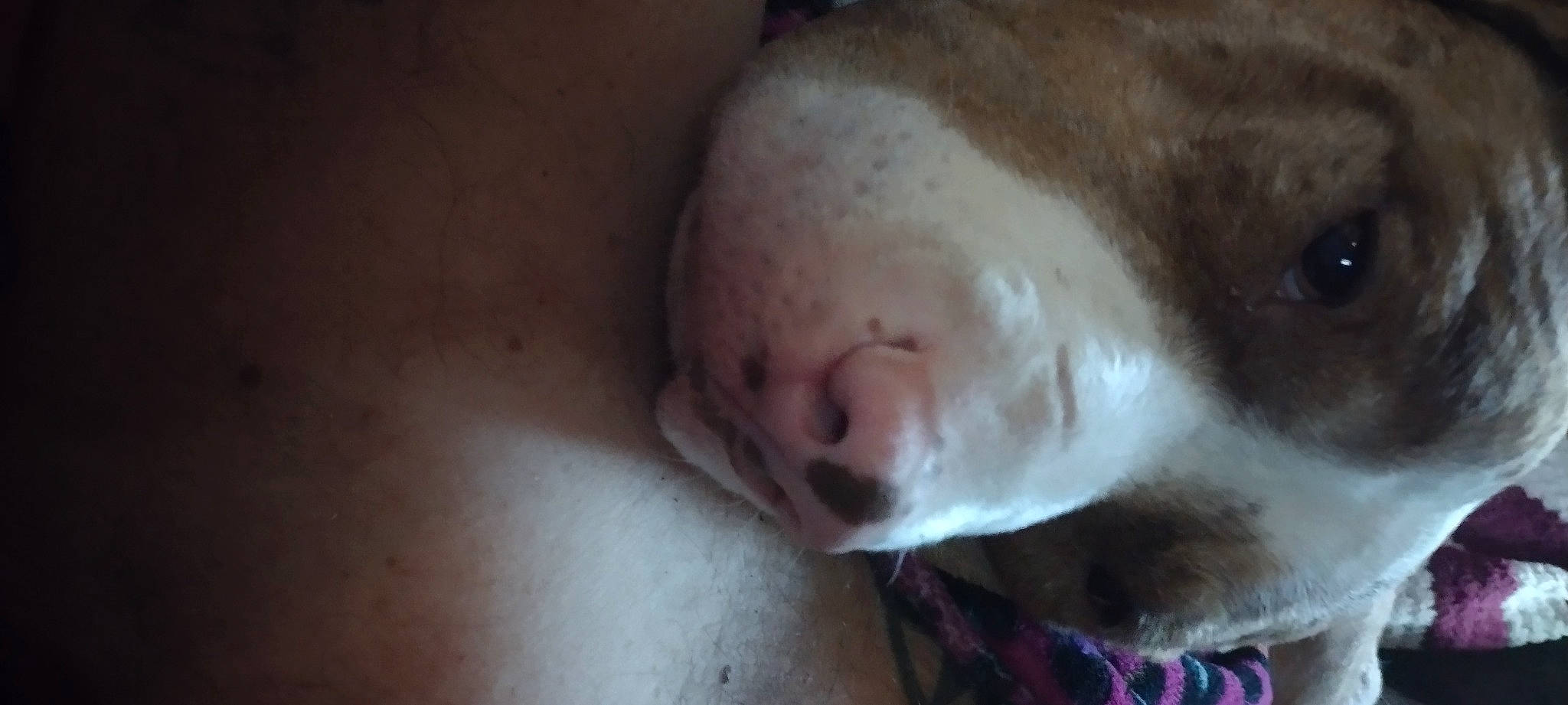 Giovanni is registered to the contest to win money with this photo: carnivore, cat, comfort, companion_dog, dog_breed, domestic_short_haired_cat, ear, fawn, felidae, fur, jaw, paw, small_to_medium_sized_cats, snout, sporting_group, tail, terrestrial_animal, whiskers