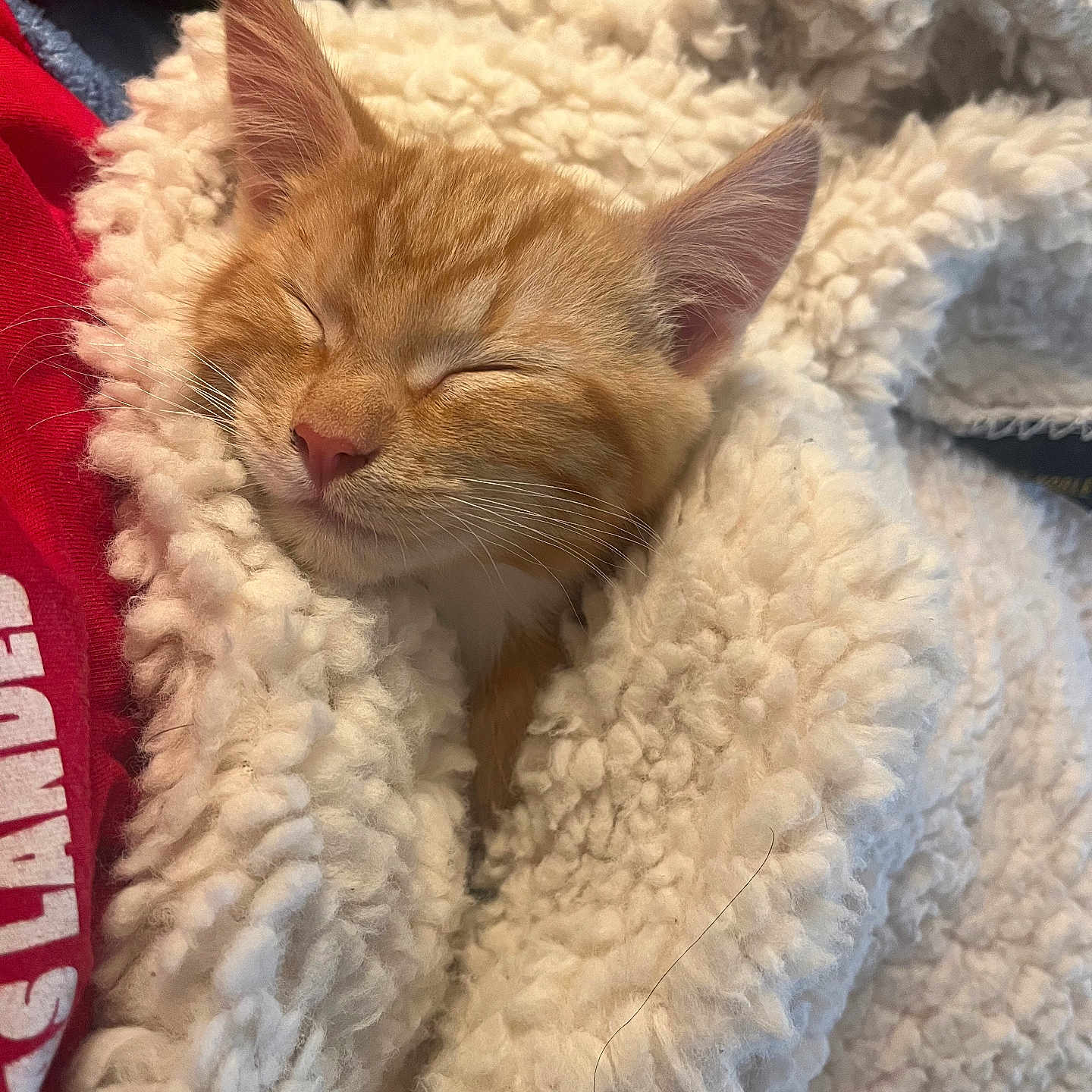 Wash joined the competition — help win amazing prizes! animal, blanket, cat, comfort, cozy, cute, ears, face, fluffy, fur, indoors, kitten, nap, pet, relaxed, rest, sleeping, snuggled, warm, whiskers