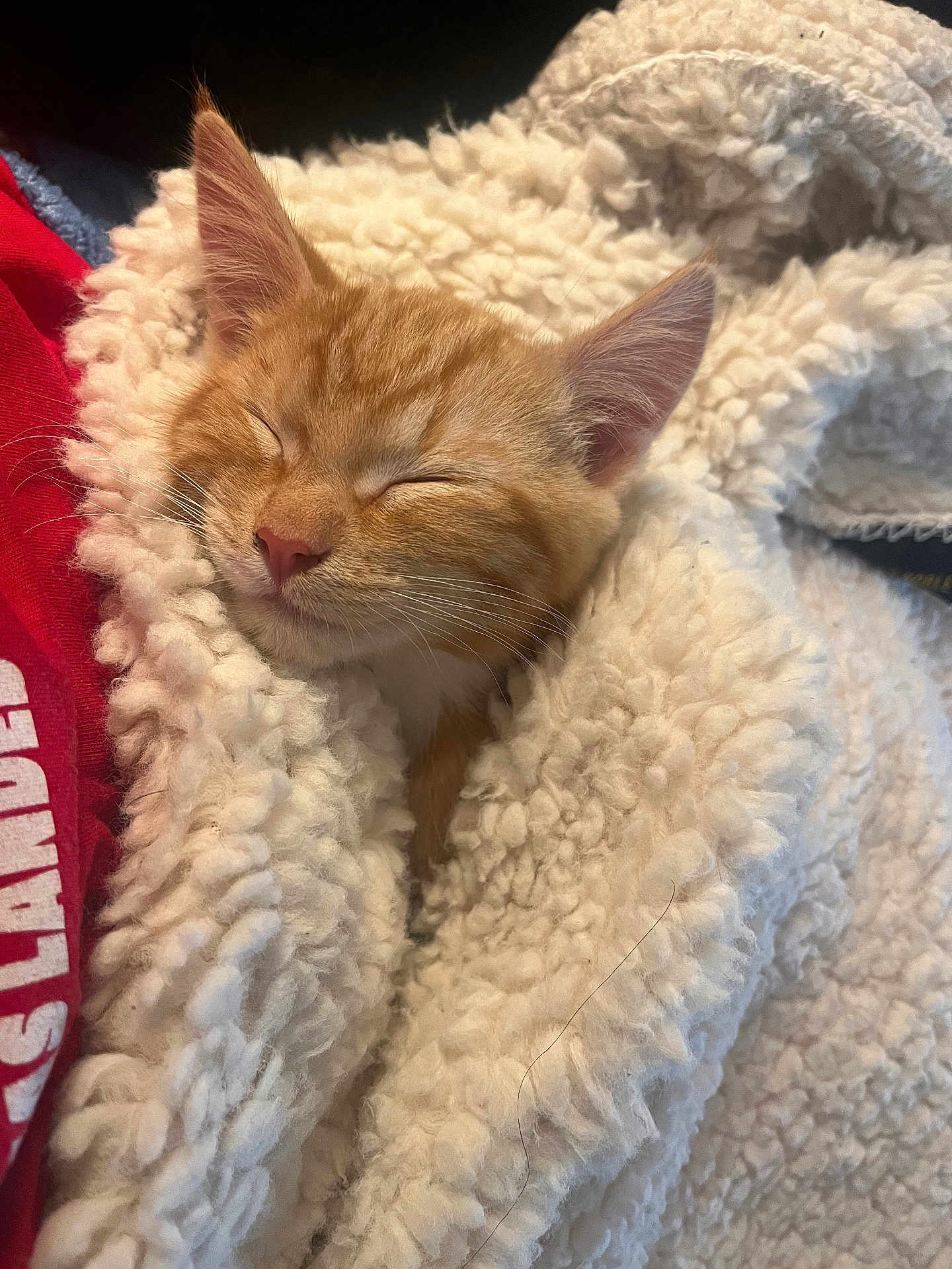 Wash joined the competition — help win amazing prizes! animal, blanket, cat, comfort, cozy, cute, ears, face, fluffy, fur, indoors, kitten, nap, pet, relaxed, rest, sleeping, snuggled, warm, whiskers