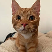 Wash joined the competition — help win amazing prizes! cat, orange_tabby, pet, animal, whiskers, cute, feline, closeup, indoor, cozy, curious, pink_nose, ears, fur, mammal, domestic, small, soft, blanket, portrait