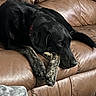 animal, black_dog, blanket, brown_leather, comfort, couch, cozy, dog, fur, home, indoor, lying_down, paws, pet, portrait, quiet, relaxed, resting, side_view, sleepy