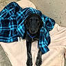 Wylie joined the competition — help win amazing prizes! animal, black_dog, blanket, blue_plaid, collar, comfort, concrete_floor, concrete_wall, cozy, cute, dog, ears, fleece_blanket, fur, home, indoor, looking_at_camera, paws, pet, resting