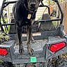 Wylie joined the competition — help win amazing prizes! animal, black_dog, canine, collar, curious, daytime, dog, fence, four_wheeler, grass, house, muddy, nature, off_road_vehicle, outdoor, pet, polaris, sitting, tag, vehicle