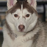 Sienna is registered to the contest to win money with this photo: animal, canine, close_up, collar, cute, dog, ears, eyes, face, fluffy, friendly, fur, indoor, looking_at_camera, mammal, nose, pet, portrait, siberian_husky, whiskers