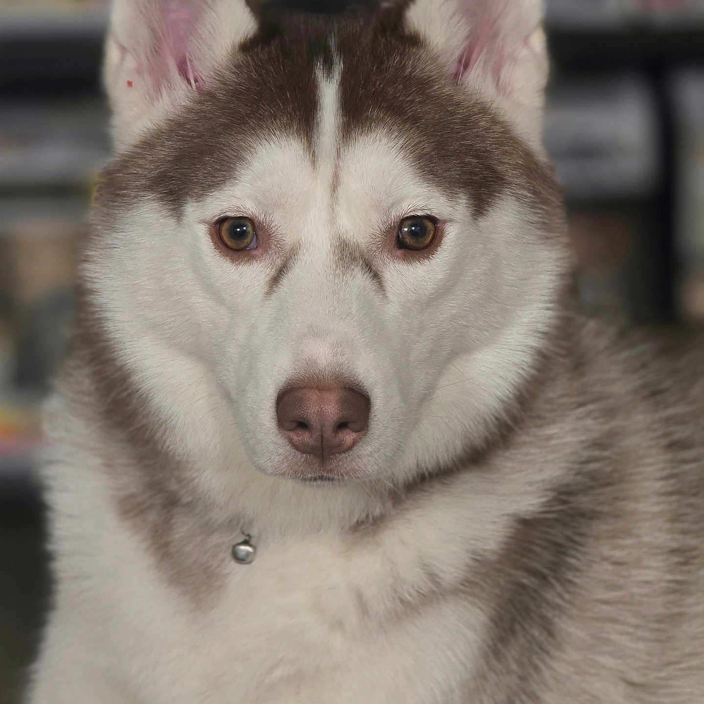 Sienna