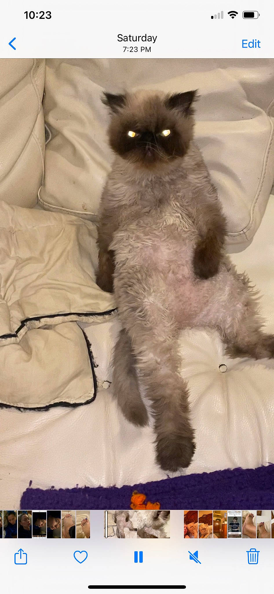 Beauty joined the competition — help win amazing prizes! black_cat, british_longhair, carnivore, cat, claw, comfort, domestic_short_haired_cat, fawn, felidae, fur, grey, paw, siamese, small_to_medium_sized_cats, snout, tail, thai, whiskers, white