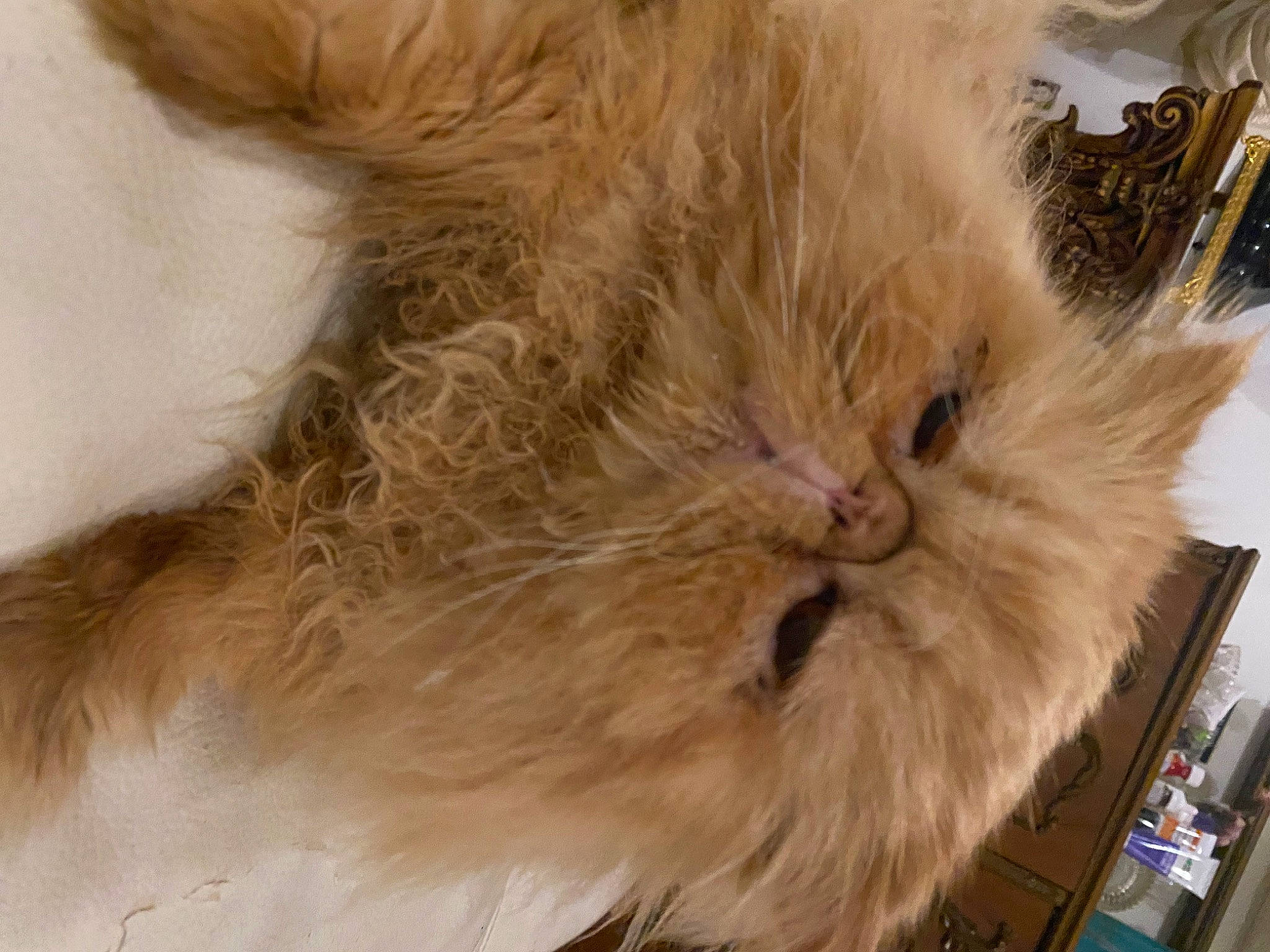 Sunny is registered to the contest to win money with this photo: box, british_longhair, carnivore, cat, claw, fawn, felidae, fur, persian, small_to_medium_sized_cats, snout, terrestrial_animal, whiskers