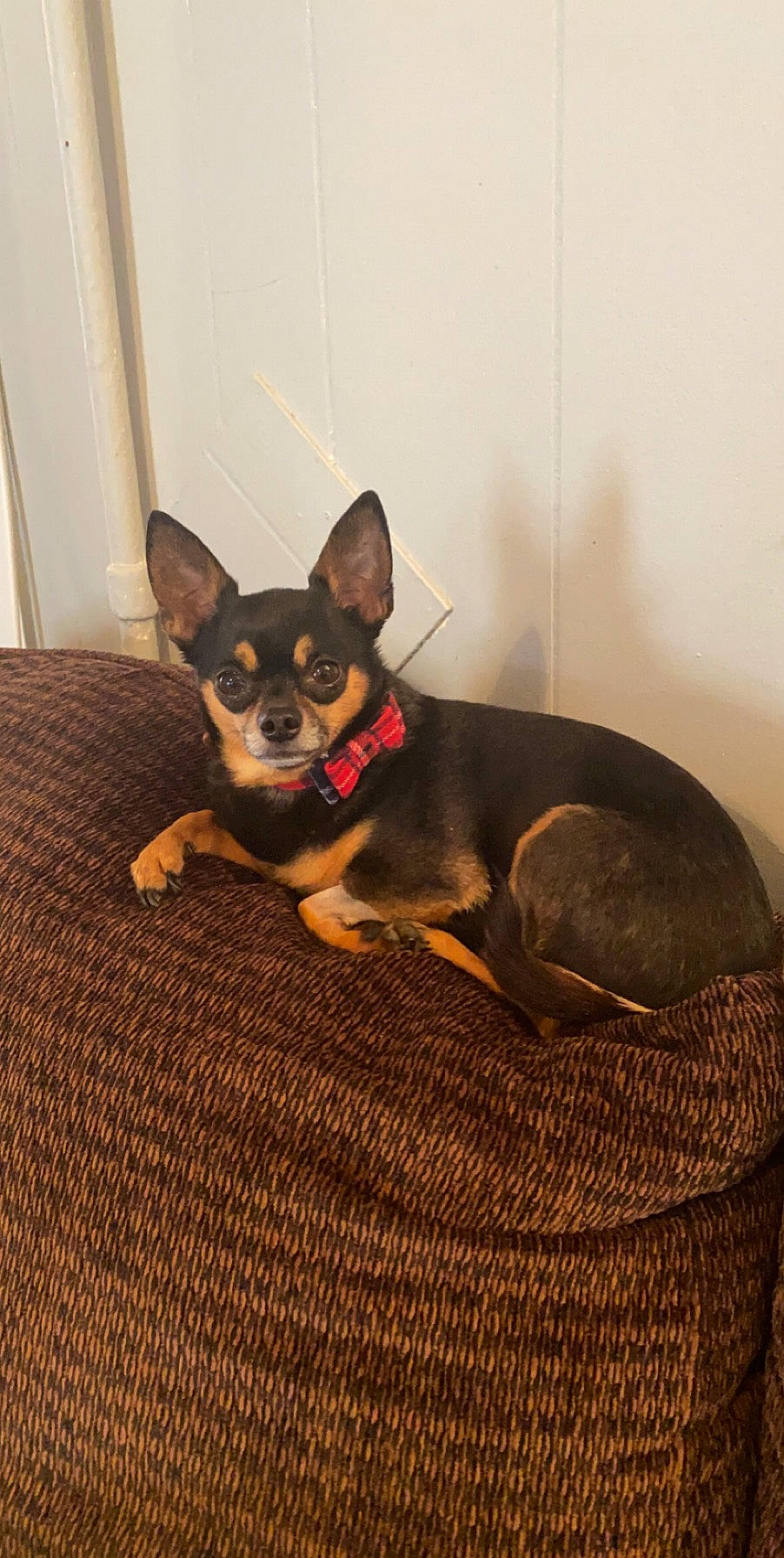 Myles joined the competition — help win amazing prizes! canidae, carnivore, chihuahua, comfort, companion_dog, corgi_chihuahua, dog, dog_breed, dog_supply, ear, fawn, paw, pinscher, prazsky_krysarik, russkiy_toy, sporting_group, toy_dog, whiskers, working_animal, working_dog