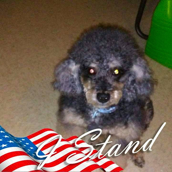 Jasper is registered to the contest to win money with this photo: canidae, carnivore, companion_dog, cumulus, dog, dog_breed, dog_supply, event, flag_day_usa, flag_of_the_united_states, fur, liver, non_sporting_group, pet_supply, snout, sporting_group, terrestrial_animal, toy_dog, water_dog, working_animal