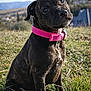 animal, background_blur, brindle, collar, curious, cute, daytime, dog, field, grass, head_tilt, nature, outdoor, pet, pink_collar, portrait, puppy, sitting, sunlight, young_dog