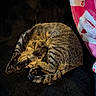 cat, sleeping, curled_up, furry, tabby, brown_fur, paws, tail, indoor, cozy, blanket, black_background, heart_pattern, relaxed, resting, cute, pet, animal, close_up, nap
