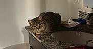 Biscuits is registered to the contest to win money with this photo: cat, tabby, feline, pet, animal, bathroom, countertop, sink, toilet, granite, indoor, home, loafing, sitting, fur, striped, green_eyes, portrait, cabinet, mirror