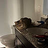 cat, tabby, feline, pet, animal, bathroom, countertop, sink, toilet, granite, indoor, home, loafing, sitting, fur, striped, green_eyes, portrait, cabinet, mirror