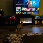 Biscuits joined the competition — help win amazing prizes! cat, pet, animal, indoor, living_room, television, fireplace, entertainment_center, wood_floor, rug, furniture, home, cozy, dark_lighting, warm_lighting, screen, streaming, sitting, standing, curious