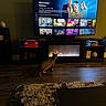 cat, pet, animal, indoor, living_room, television, fireplace, entertainment_center, wood_floor, rug, furniture, home, cozy, dark_lighting, warm_lighting, screen, streaming, sitting, standing, curious