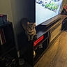 cat, tabby_cat, pet, animal, sitting, portrait, indoors, living_room, television, tv, entertainment_center, furniture, shelf, wood_floor, parking_lot, cars, outdoor_scene, books, home_decor, shadow