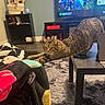 cat, tabby, pet, animal, stretching, paws, whiskers, fur, indoors, living_room, television, blanket, rug, coffee_table, bookshelf, home_decor, portrait, cozy, playful, relaxed