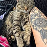 Biscuits joined the competition — help win amazing prizes! cat, tabby_cat, sleeping, pet, furry, whiskers, closed_eyes, animal, relaxed, cuddling, lap, human_arm, tattoo, blanket, remote_control, indoors, close_up, portrait, cozy, nap